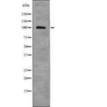 Western blot - HSP105 (Phospho-Ser809) Antibody from Signalway Antibody (12761) - Antibodies.com