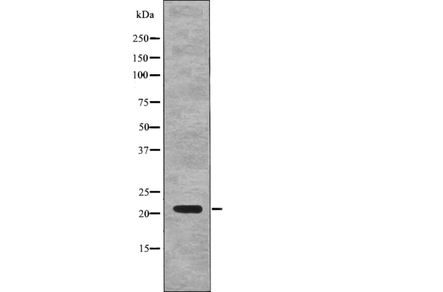 Western blot - p21Cip1 (Phospho-Thr57) Antibody from Signalway Antibody (12771) - Antibodies.com