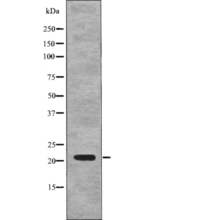 Western blot - p21Cip1 (Phospho-Thr57) Antibody from Signalway Antibody (12771) - Antibodies.com