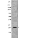 Western blot - p21Cip1 (Phospho-Thr57) Antibody from Signalway Antibody (12771) - Antibodies.com