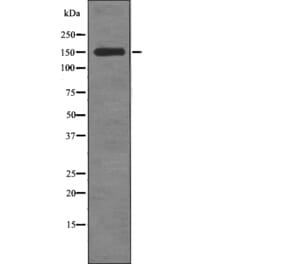 Western blot - Raptor (Phospho-Ser863) Antibody from Signalway Antibody (12778) - Antibodies.com