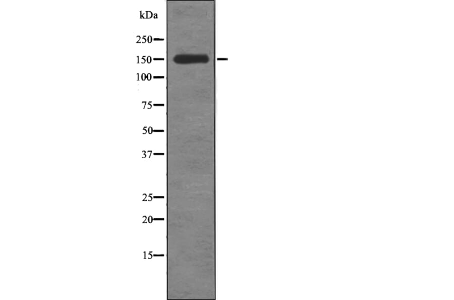 Western blot - Raptor (Phospho-Ser863) Antibody from Signalway Antibody (12778) - Antibodies.com