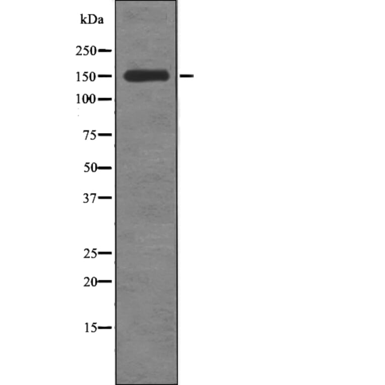 Western blot - Raptor (Phospho-Ser863) Antibody from Signalway Antibody (12778) - Antibodies.com