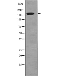 Western blot - TOP2A (Phospho-Ser1337) Antibody from Signalway Antibody (12785) - Antibodies.com