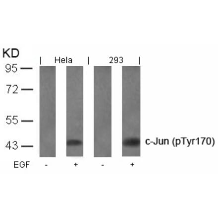 Western blot - c-Jun (Phospho-Tyr170) Antibody from Signalway Antibody (11023) - Antibodies.com