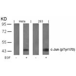 Western blot - c-Jun (Phospho-Tyr170) Antibody from Signalway Antibody (11023) - Antibodies.com