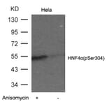 Western blot - HNF4a (Phospho-Ser304) Antibody from Signalway Antibody (11043) - Antibodies.com