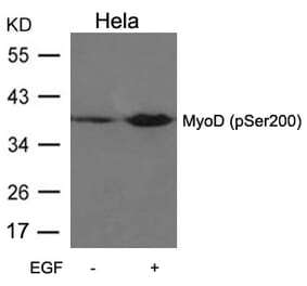 Western blot - MyoD (Phospho-Ser200) Antibody from Signalway Antibody (11077) - Antibodies.com