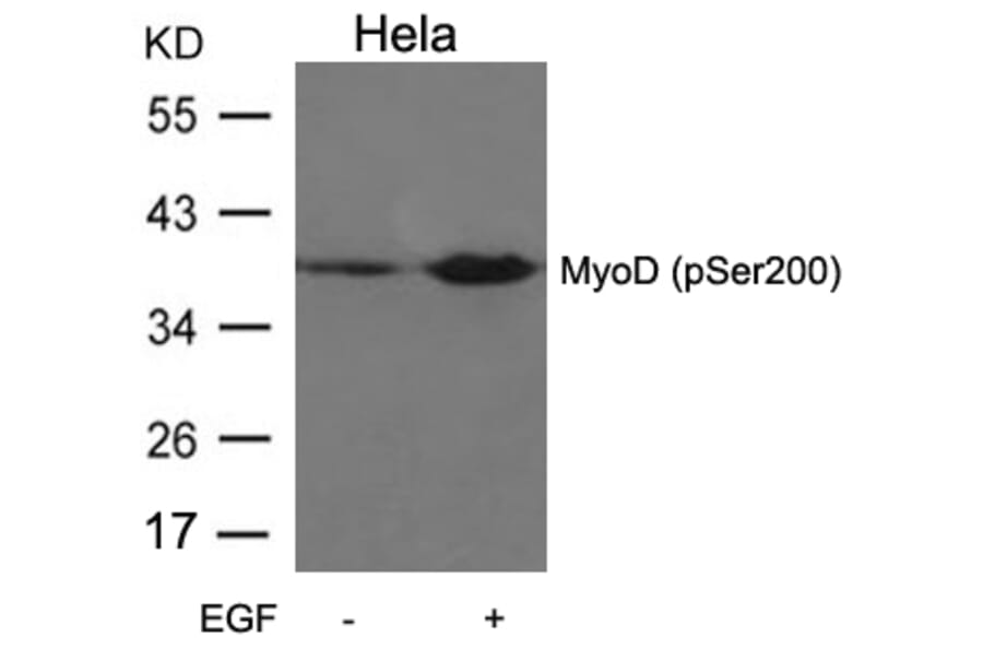 Western blot - MyoD (Phospho-Ser200) Antibody from Signalway Antibody (11077) - Antibodies.com