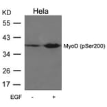 Western blot - MyoD (Phospho-Ser200) Antibody from Signalway Antibody (11077) - Antibodies.com