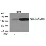 Western blot - PLCgamma1 (Phospho-Tyr783) Antibody from Signalway Antibody (11103) - Antibodies.com