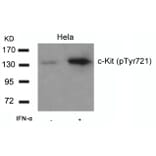 Western blot - c-Kit (Phospho-Tyr721) Antibody from Signalway Antibody (11240) - Antibodies.com