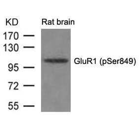 Western blot - GluR1 (phospho-Ser849) Antibody from Signalway Antibody (11261) - Antibodies.com