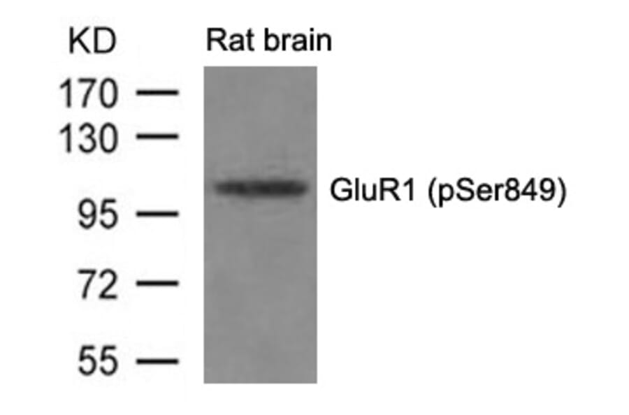 Western blot - GluR1 (phospho-Ser849) Antibody from Signalway Antibody (11261) - Antibodies.com
