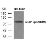 Western blot - GluR1 (phospho-Ser849) Antibody from Signalway Antibody (11261) - Antibodies.com