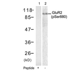 Western blot - GluR2 (phospho-Ser880) antibody from Signalway Antibody (11292) - Antibodies.com