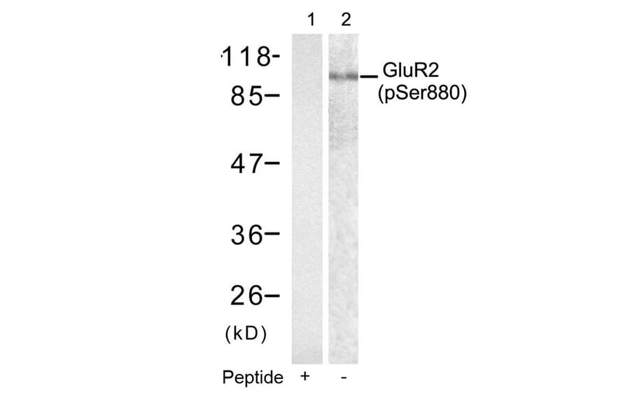 Western blot - GluR2 (phospho-Ser880) antibody from Signalway Antibody (11292) - Antibodies.com