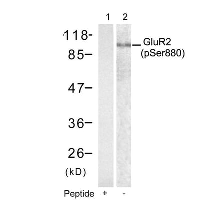 Western blot - GluR2 (phospho-Ser880) antibody from Signalway Antibody (11292) - Antibodies.com