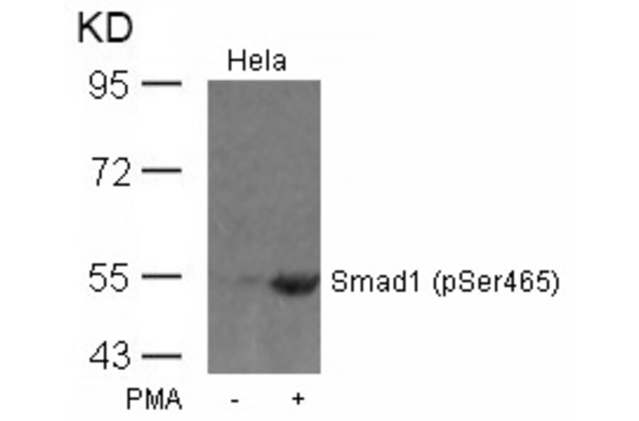Western blot - Smad1 (Phospho-Ser465) Antibody from Signalway Antibody (11321) - Antibodies.com