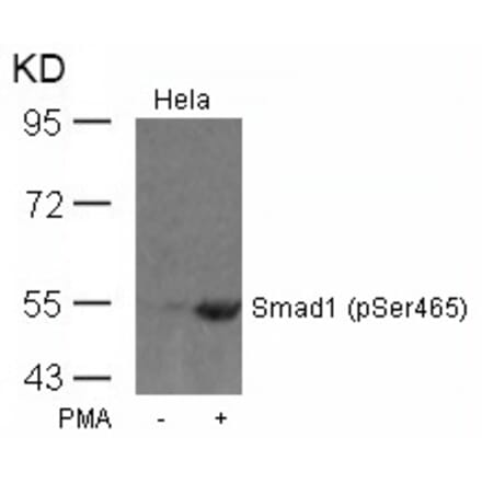 Western blot - Smad1 (Phospho-Ser465) Antibody from Signalway Antibody (11321) - Antibodies.com