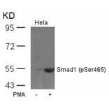 Western blot - Smad1 (Phospho-Ser465) Antibody from Signalway Antibody (11321) - Antibodies.com