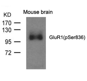 Western blot - GluR1 (phospho-Ser836) Antibody from Signalway Antibody (11575) - Antibodies.com