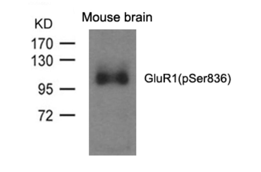Western blot - GluR1 (phospho-Ser836) Antibody from Signalway Antibody (11575) - Antibodies.com