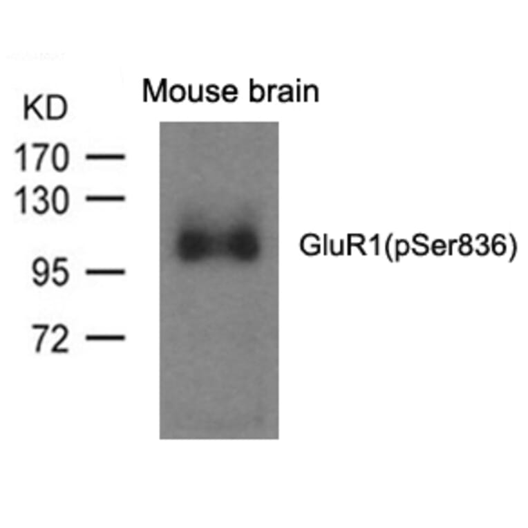 Western blot - GluR1 (phospho-Ser836) Antibody from Signalway Antibody (11575) - Antibodies.com