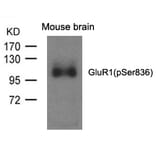 Western blot - GluR1 (phospho-Ser836) Antibody from Signalway Antibody (11575) - Antibodies.com