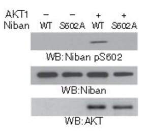 Western blot - Niban (Phospho-Ser602) Antibody from Signalway Antibody (11578) - Antibodies.com