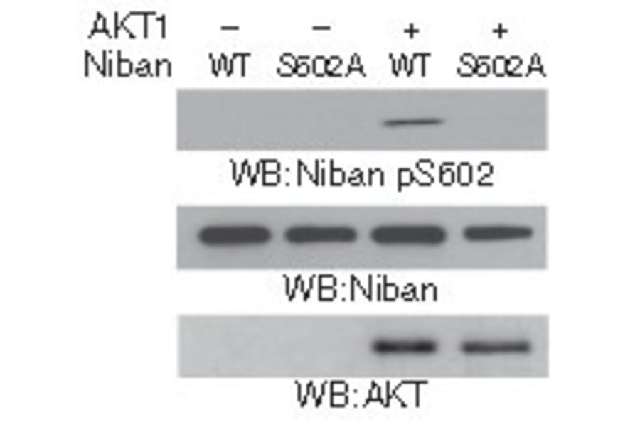 Western blot - Niban (Phospho-Ser602) Antibody from Signalway Antibody (11578) - Antibodies.com