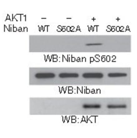 Western blot - Niban (Phospho-Ser602) Antibody from Signalway Antibody (11578) - Antibodies.com