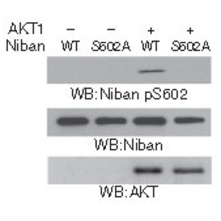 Western blot - Niban (Phospho-Ser602) Antibody from Signalway Antibody (11578) - Antibodies.com