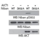 Western blot - Niban (Phospho-Ser602) Antibody from Signalway Antibody (11578) - Antibodies.com