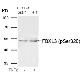 Western blot - FBXL3 (Phospho-Ser320) Antibody from Signalway Antibody (11593) - Antibodies.com