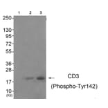 Western blot - CD3 ζ (Phospho-Tyr142) Antibody from Signalway Antibody (11655) - Antibodies.com