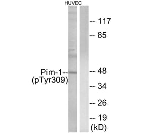 Western blot - Pim-1 (Phospho-Tyr309) Antibody from Signalway Antibody (11677) - Antibodies.com