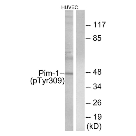 Western blot - Pim-1 (Phospho-Tyr309) Antibody from Signalway Antibody (11677) - Antibodies.com