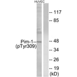 Western blot - Pim-1 (Phospho-Tyr309) Antibody from Signalway Antibody (11677) - Antibodies.com