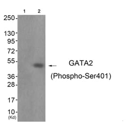 Western blot - GATA2 (Phospho-Ser401) Antibody from Signalway Antibody (11691) - Antibodies.com