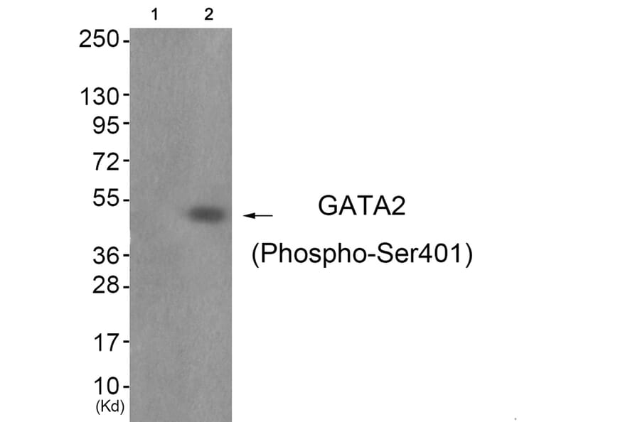 Western blot - GATA2 (Phospho-Ser401) Antibody from Signalway Antibody (11691) - Antibodies.com