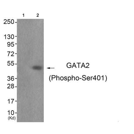 Western blot - GATA2 (Phospho-Ser401) Antibody from Signalway Antibody (11691) - Antibodies.com