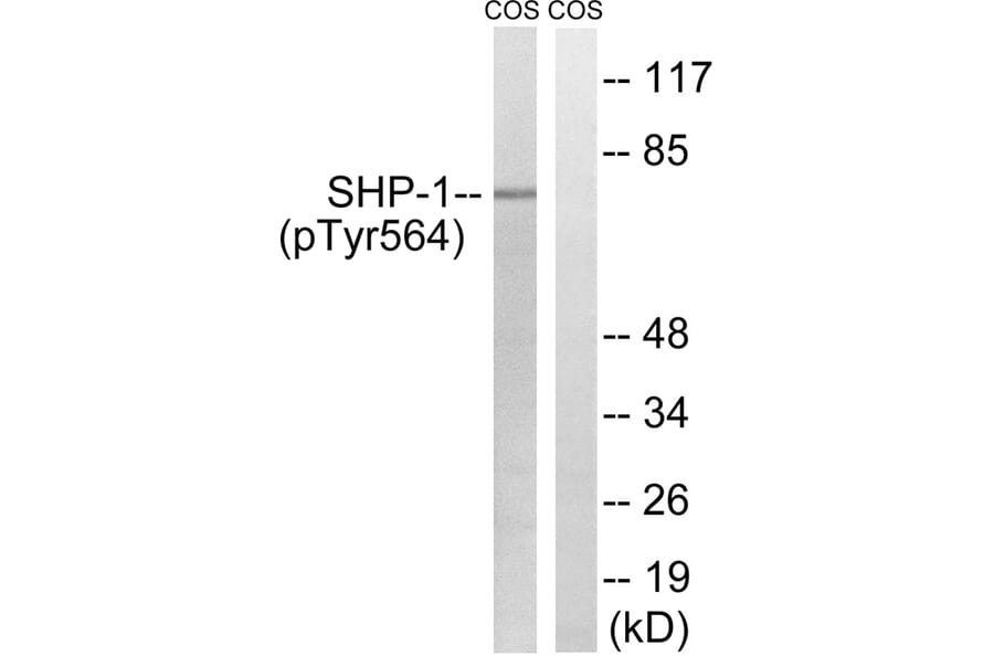 Western blot - SHP-1 (Phospho-Tyr564) Antibody from Signalway Antibody (11721) - Antibodies.com