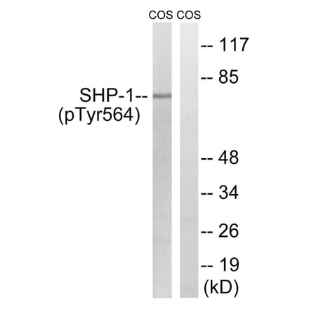 Western blot - SHP-1 (Phospho-Tyr564) Antibody from Signalway Antibody (11721) - Antibodies.com