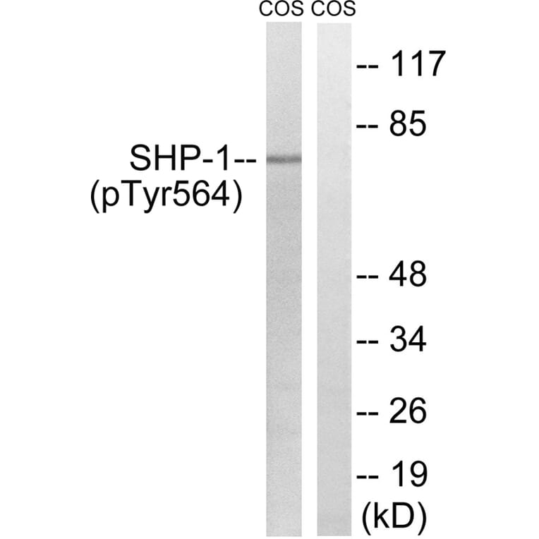 Western blot - SHP-1 (Phospho-Tyr564) Antibody from Signalway Antibody (11721) - Antibodies.com