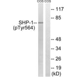 Western blot - SHP-1 (Phospho-Tyr564) Antibody from Signalway Antibody (11721) - Antibodies.com