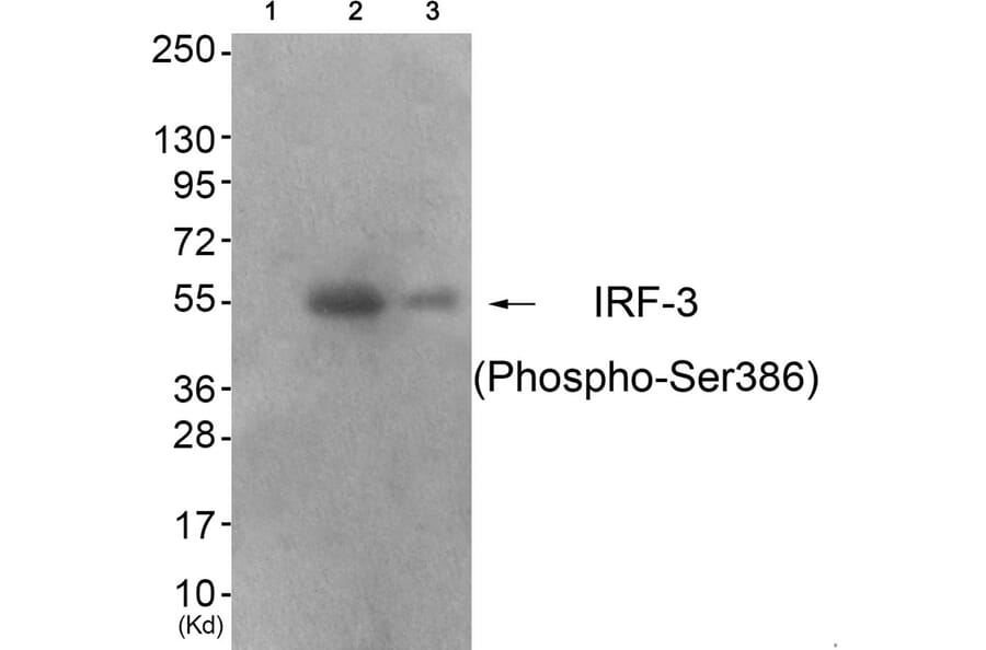 Western blot - IRF-3 (Phospho-Ser386) Antibody from Signalway Antibody (11760) - Antibodies.com