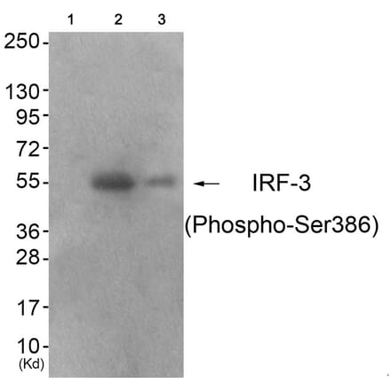 Western blot - IRF-3 (Phospho-Ser386) Antibody from Signalway Antibody (11760) - Antibodies.com