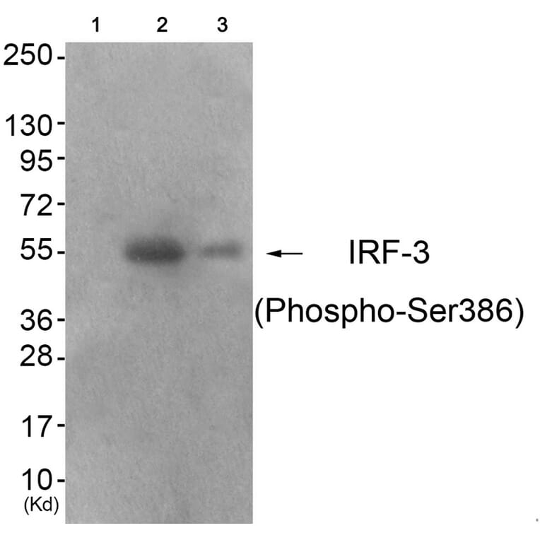 Western blot - IRF-3 (Phospho-Ser386) Antibody from Signalway Antibody (11760) - Antibodies.com