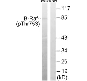 Western blot - B-Raf (Phospho-Thr753) Antibody from Signalway Antibody (11786) - Antibodies.com